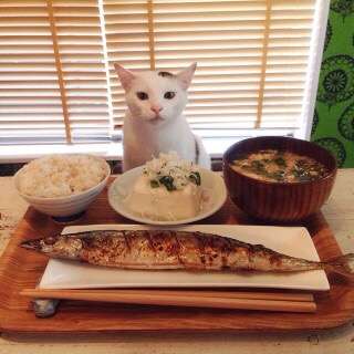 ガルちゃん猫カフェ21号店 開店しました♪ (初めての方も大歓迎!)