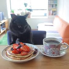 ガルちゃん猫カフェ21号店 開店しました♪ (初めての方も大歓迎!)