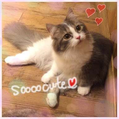 ガルちゃん猫カフェ21号店 開店しました♪ (初めての方も大歓迎!)