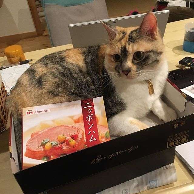 ガルちゃん猫カフェ21号店 開店しました♪ (初めての方も大歓迎!)