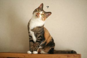 ガルちゃん猫カフェ21号店 開店しました♪ (初めての方も大歓迎!)