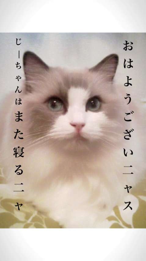 ガルちゃん猫カフェ21号店 開店しました♪ (初めての方も大歓迎!)