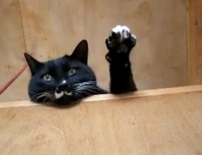 ガルちゃん猫カフェ21号店 開店しました♪ (初めての方も大歓迎!)