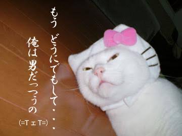 ガルちゃん猫カフェ21号店 開店しました♪ (初めての方も大歓迎!)