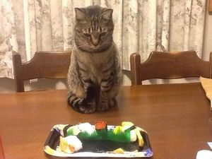 ガルちゃん猫カフェ21号店 開店しました♪ (初めての方も大歓迎!)
