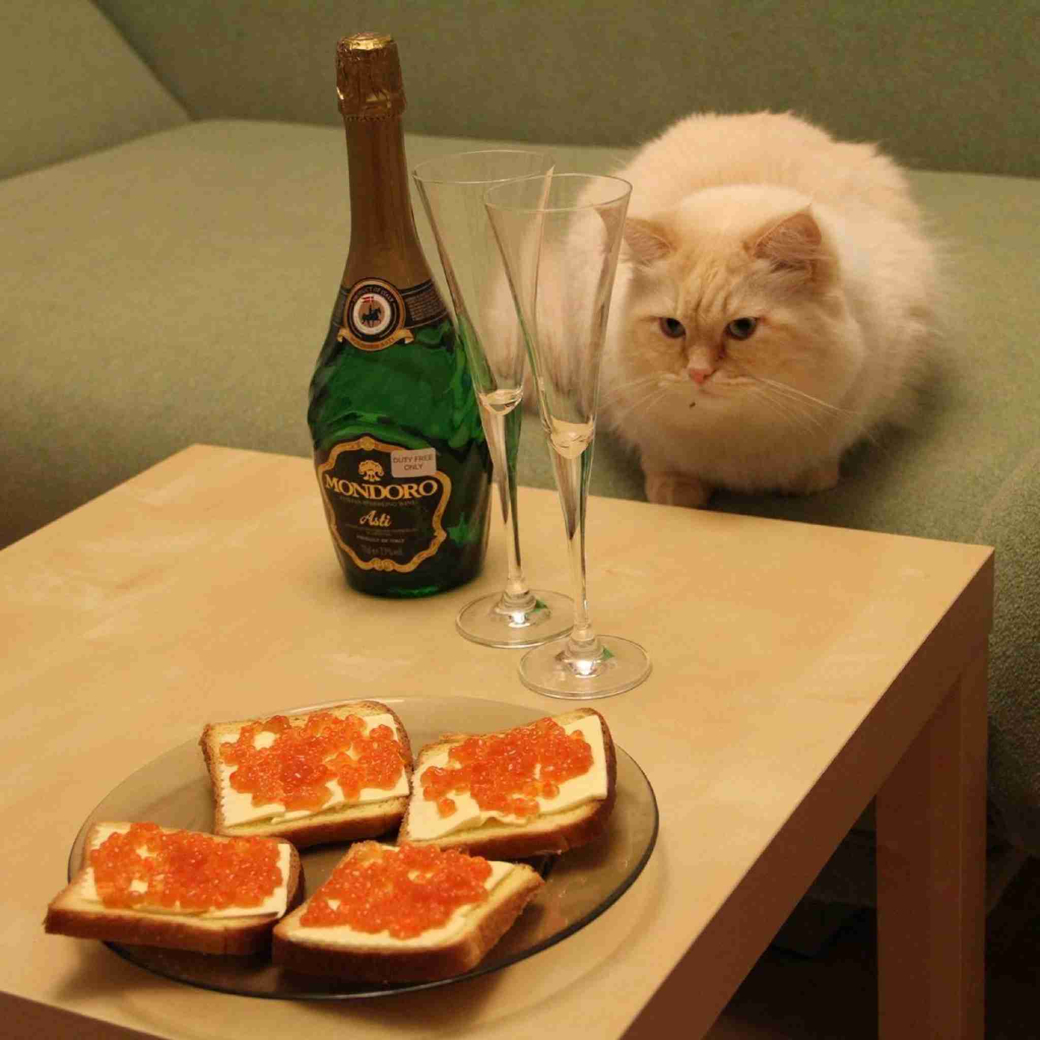 ガルちゃん猫カフェ21号店 開店しました♪ (初めての方も大歓迎！)