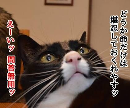 ガルちゃん猫カフェ21号店 開店しました♪ (初めての方も大歓迎！)