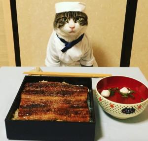 ガルちゃん猫カフェ21号店 開店しました♪ (初めての方も大歓迎!)