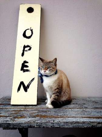 ガルちゃん猫カフェ21号店 開店しました♪ (初めての方も大歓迎!)