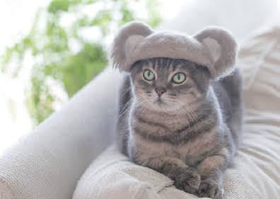 ガルちゃん猫カフェ21号店 開店しました♪ (初めての方も大歓迎！)