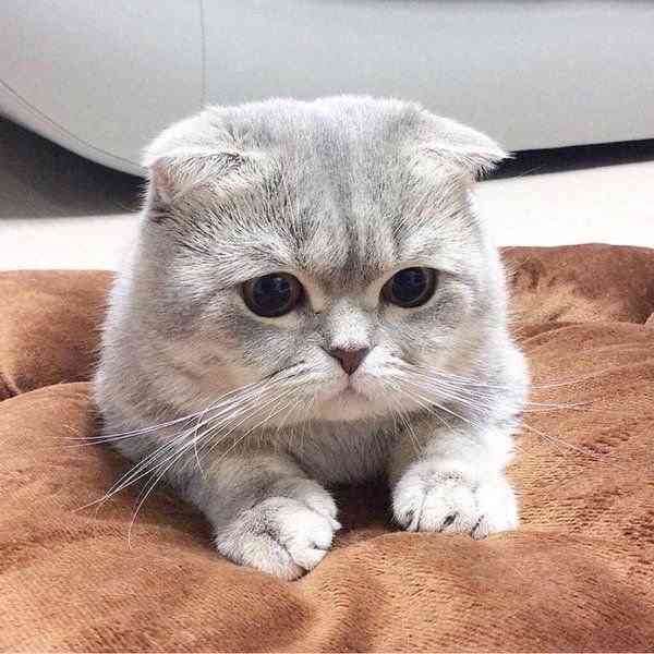 ガルちゃん猫カフェ21号店 開店しました♪ (初めての方も大歓迎！)