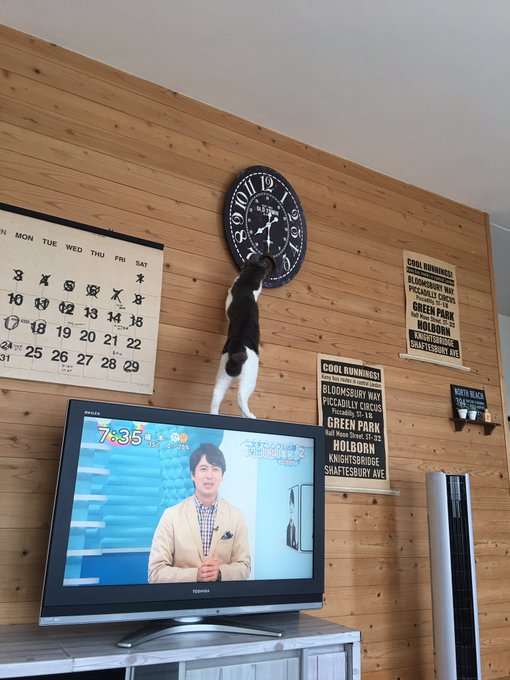 ガルちゃん猫カフェ21号店 開店しました♪ (初めての方も大歓迎!)