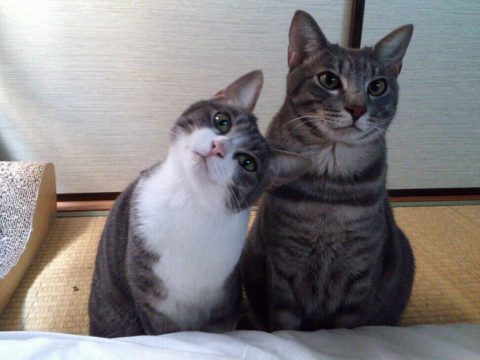 ガルちゃん猫カフェ21号店 開店しました♪ (初めての方も大歓迎!)