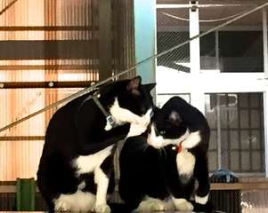 ガルちゃん猫カフェ21号店 開店しました♪ (初めての方も大歓迎!)