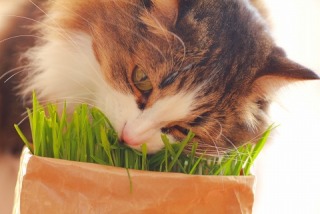 ガルちゃん猫カフェ21号店 開店しました♪ (初めての方も大歓迎！)