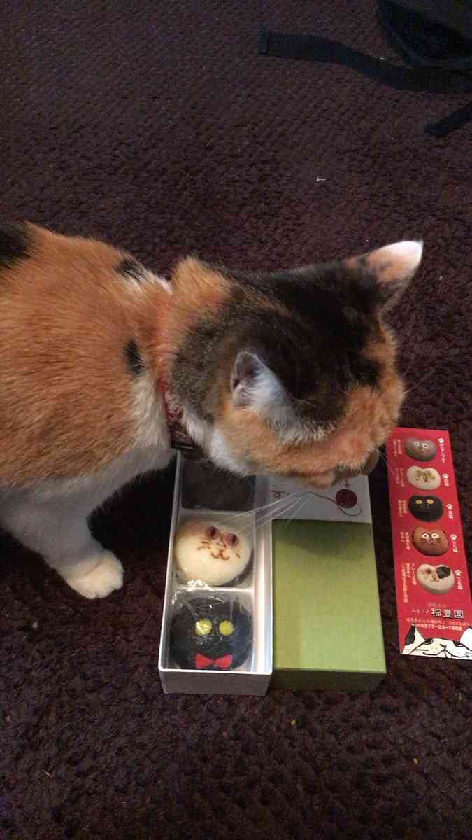ガルちゃん猫カフェ21号店 開店しました♪ (初めての方も大歓迎!)