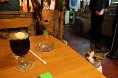 ガルちゃん猫カフェ21号店 開店しました♪ (初めての方も大歓迎！)