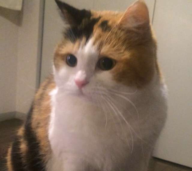ガルちゃん猫カフェ21号店 開店しました♪ (初めての方も大歓迎！)