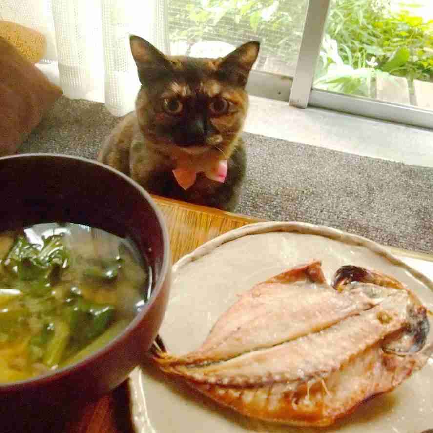 ガルちゃん猫カフェ21号店 開店しました♪ (初めての方も大歓迎！)