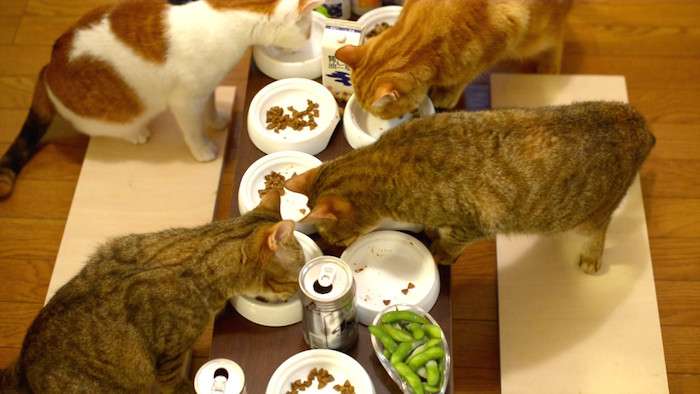ガルちゃん猫カフェ21号店 開店しました♪ (初めての方も大歓迎!)