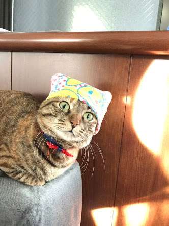 ガルちゃん猫カフェ21号店 開店しました♪ (初めての方も大歓迎!)
