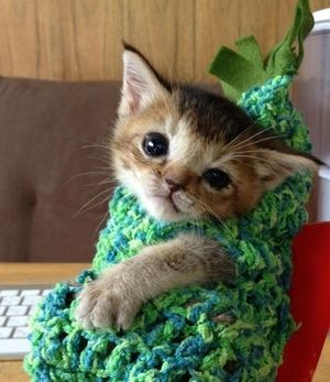 ガルちゃん猫カフェ21号店 開店しました♪ (初めての方も大歓迎!)