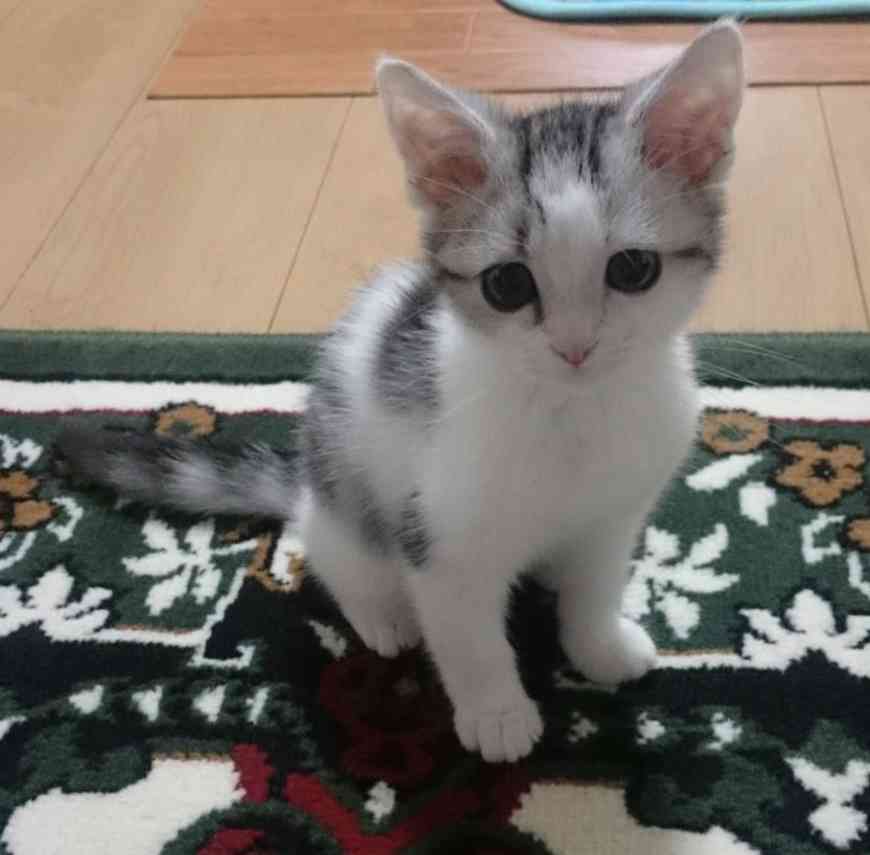ガルちゃん猫カフェ21号店 開店しました♪ (初めての方も大歓迎！)