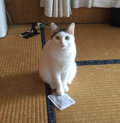 ガルちゃん猫カフェ21号店 開店しました♪ (初めての方も大歓迎！)