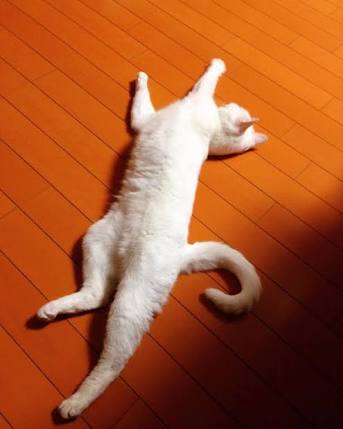 ガルちゃん猫カフェ21号店 開店しました♪ (初めての方も大歓迎!)