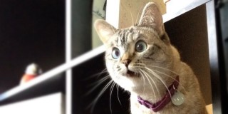 ガルちゃん猫カフェ21号店 開店しました♪ (初めての方も大歓迎!)