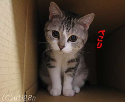 ガルちゃん猫カフェ21号店 開店しました♪ (初めての方も大歓迎!)