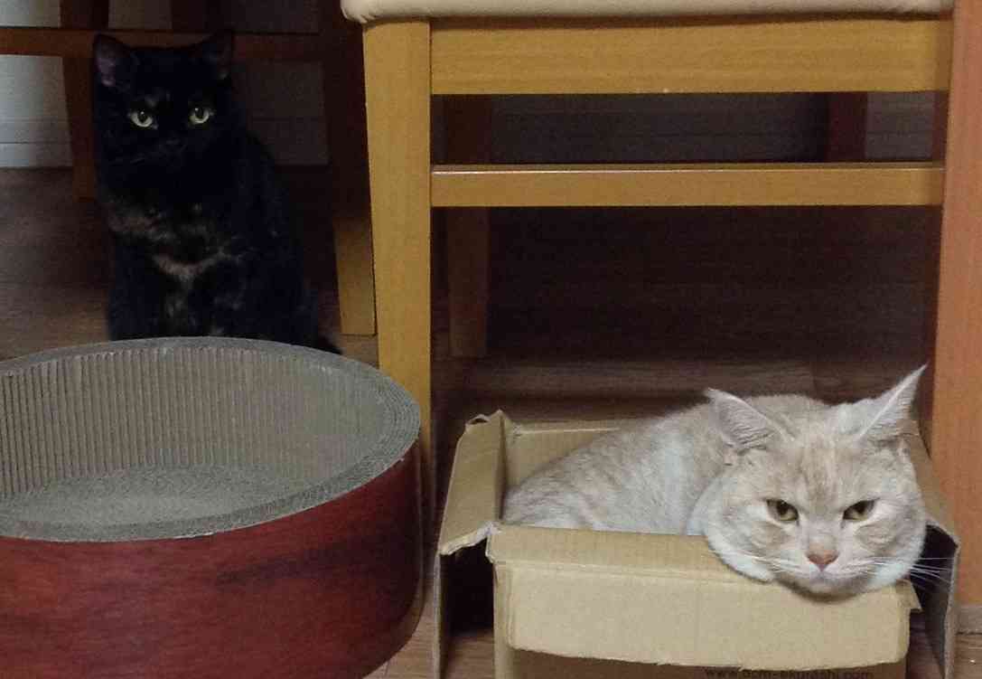 ガルちゃん猫カフェ21号店 開店しました♪ (初めての方も大歓迎!)