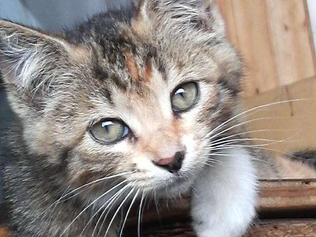 ガルちゃん猫カフェ21号店 開店しました♪ (初めての方も大歓迎!)
