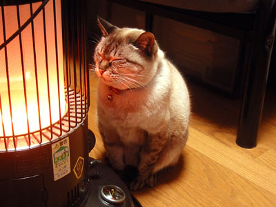 ガルちゃん猫カフェ21号店 開店しました♪ (初めての方も大歓迎！)