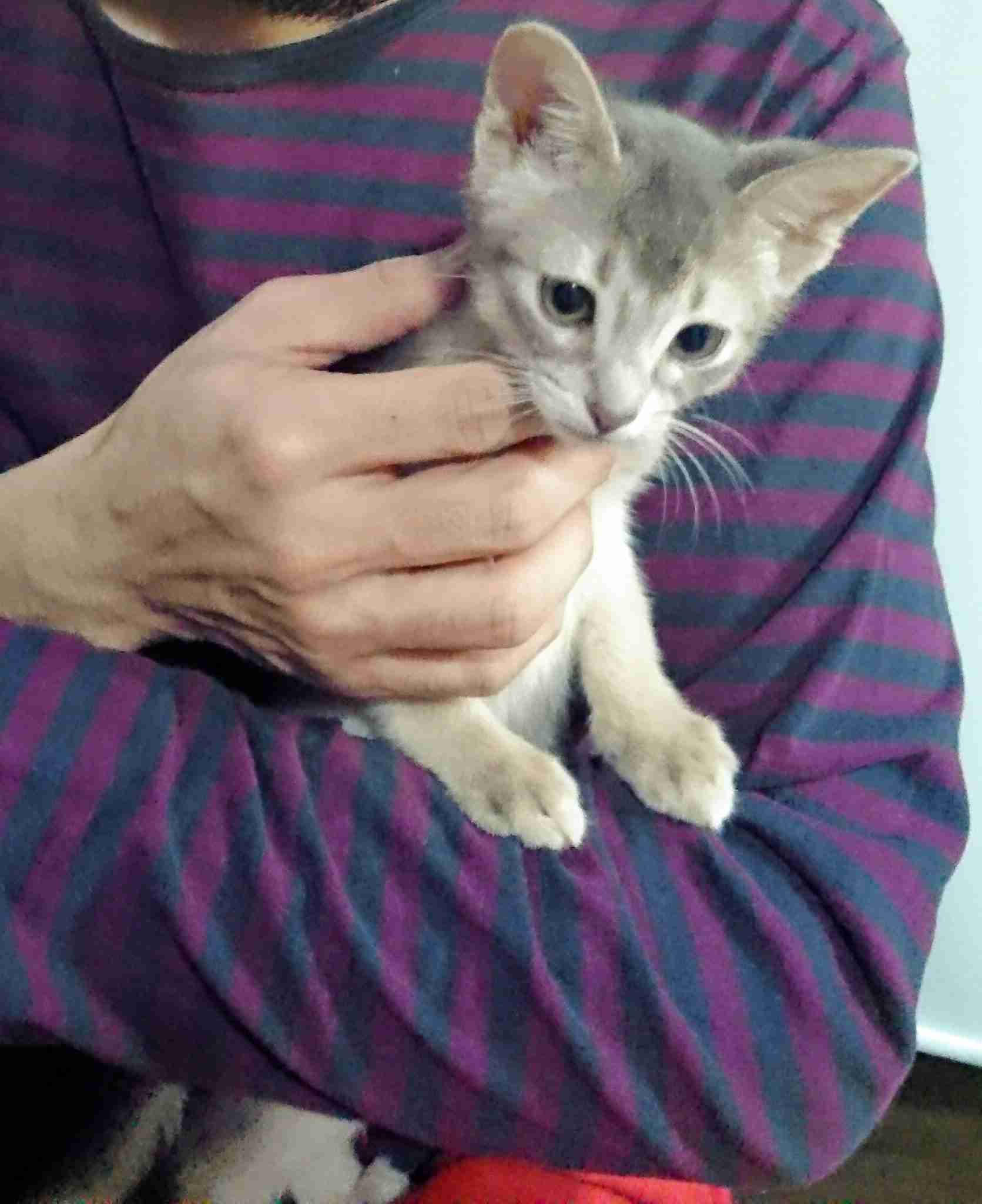 ガルちゃん猫カフェ21号店 開店しました♪ (初めての方も大歓迎!)
