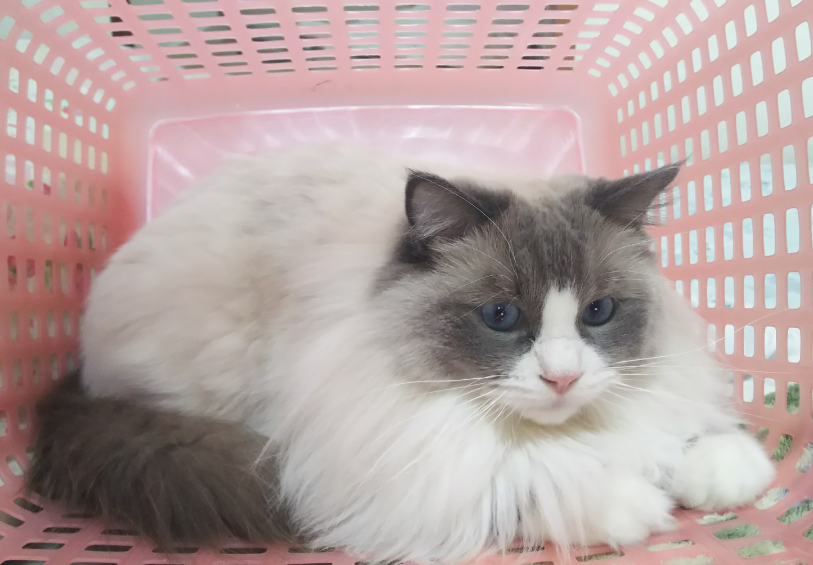 ガルちゃん猫カフェ21号店 開店しました♪ (初めての方も大歓迎！)