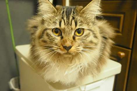 ガルちゃん猫カフェ21号店 開店しました♪ (初めての方も大歓迎!)
