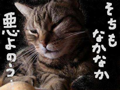 ガルちゃん猫カフェ21号店 開店しました♪ (初めての方も大歓迎！)