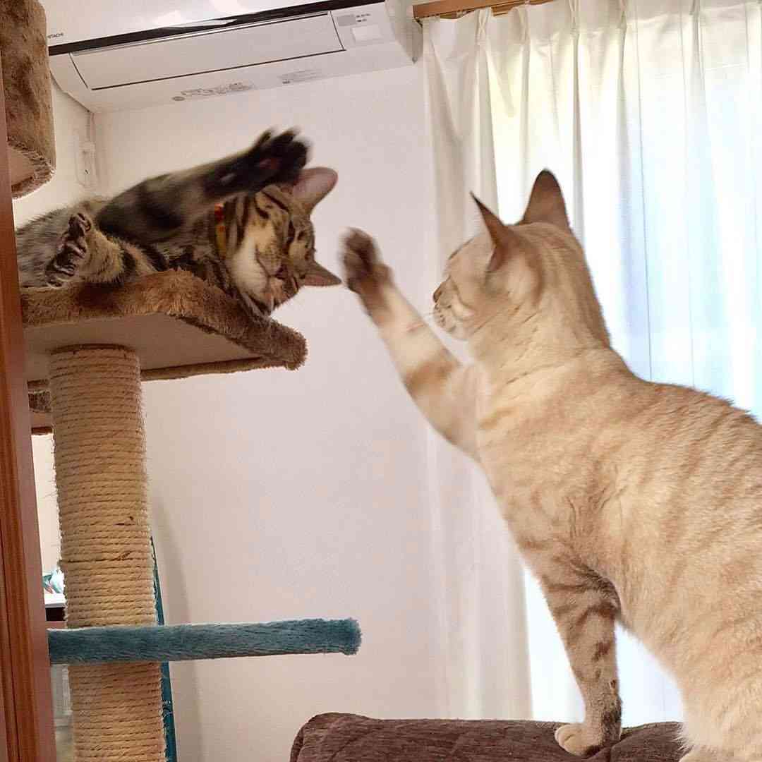 ガルちゃん猫カフェ21号店 開店しました♪ (初めての方も大歓迎!)