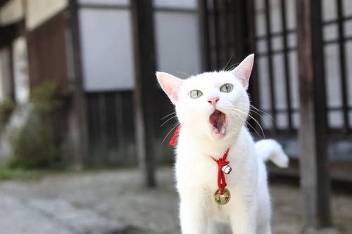 ガルちゃん猫カフェ21号店 開店しました♪ (初めての方も大歓迎!)