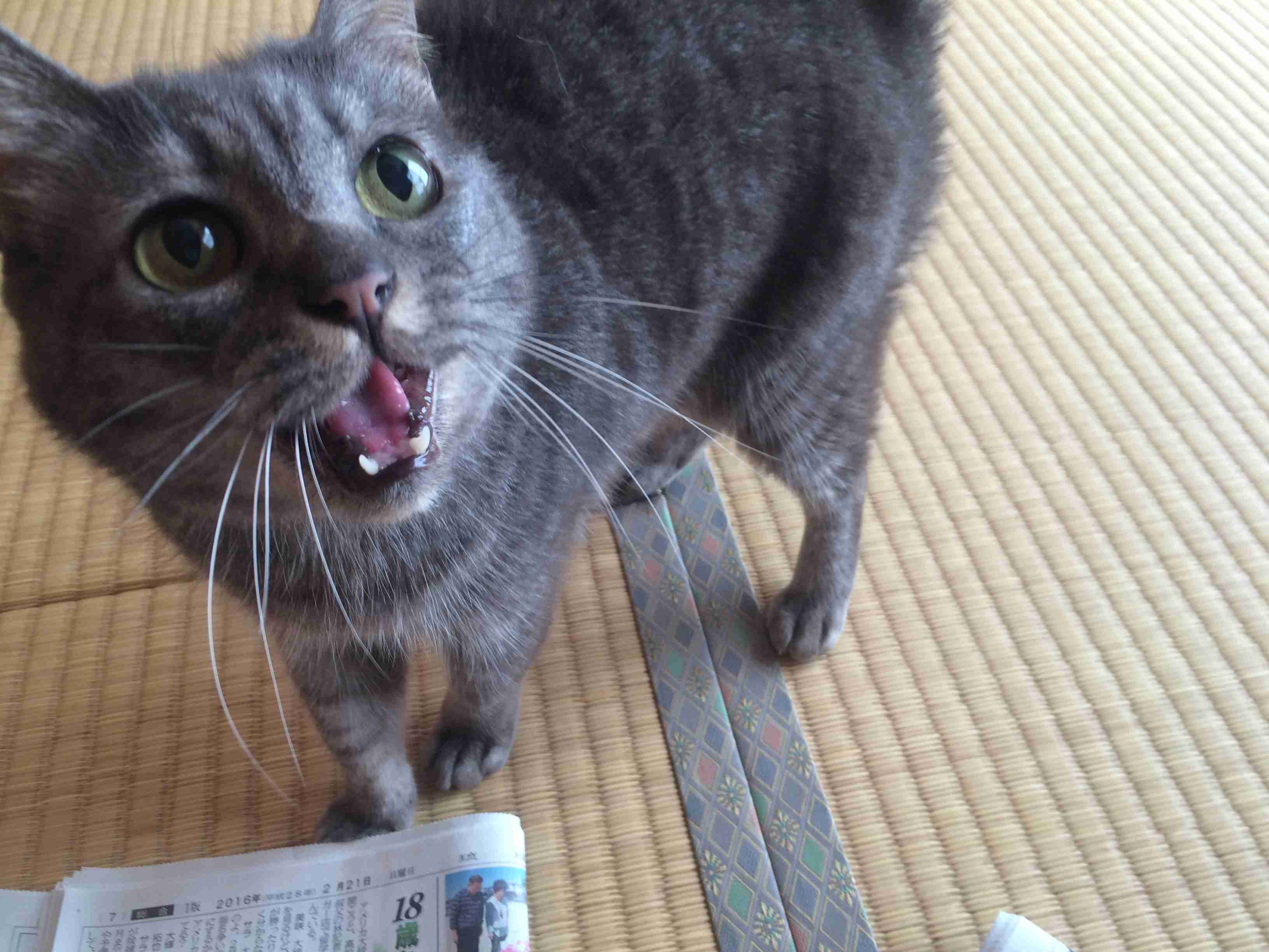 ガルちゃん猫カフェ21号店 開店しました♪ (初めての方も大歓迎!)