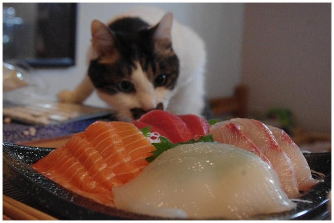 ガルちゃん猫カフェ21号店 開店しました♪ (初めての方も大歓迎！)