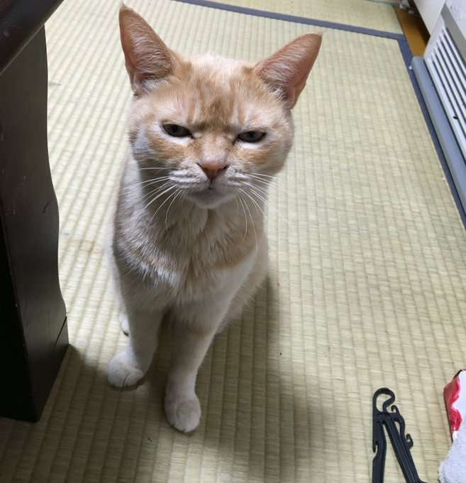ガルちゃん猫カフェ21号店 開店しました♪ (初めての方も大歓迎!)