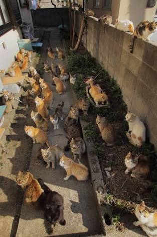ガルちゃん猫カフェ21号店 開店しました♪ (初めての方も大歓迎!)