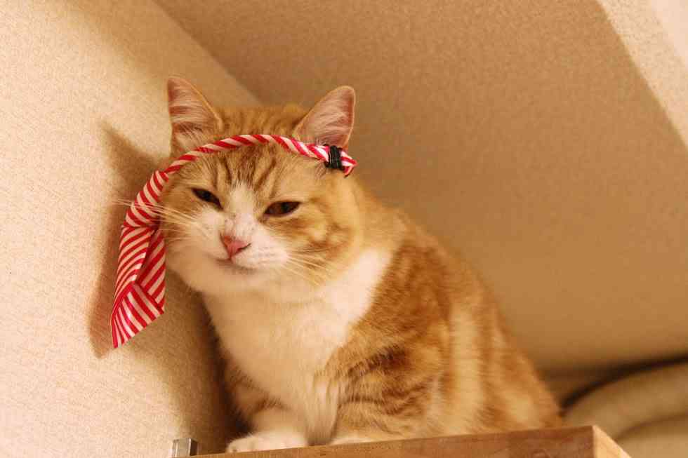 ガルちゃん猫カフェ21号店 開店しました♪ (初めての方も大歓迎!)