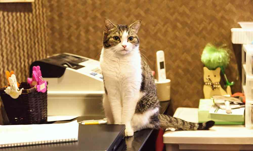 ガルちゃん猫カフェ21号店 開店しました♪ (初めての方も大歓迎!)