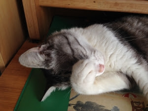 ガルちゃん猫カフェ21号店 開店しました♪ (初めての方も大歓迎!)