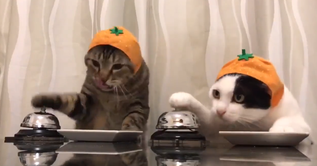 ガルちゃん猫カフェ21号店 開店しました♪ (初めての方も大歓迎！)