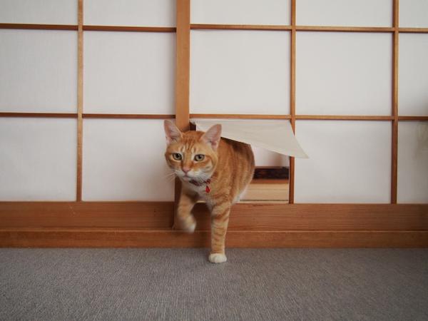 ガルちゃん猫カフェ21号店 開店しました♪ (初めての方も大歓迎！)
