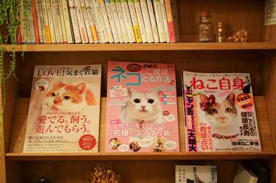 ガルちゃん猫カフェ21号店 開店しました♪ (初めての方も大歓迎！)